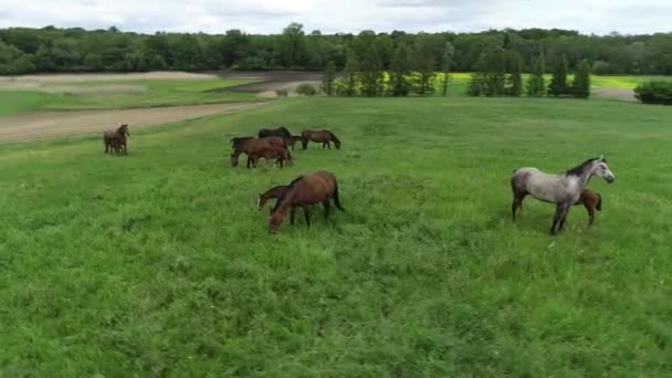 Luftaufnahme Einer Herde Von Reinrassigen Pferden Und Fohlen Die Grünen — Stockvideo