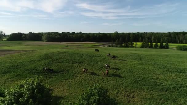 Vzdušný Pohled Stádo Čistokrevných Koní Hříbat Pasoucích Zelené Trávě Skupina — Stock video