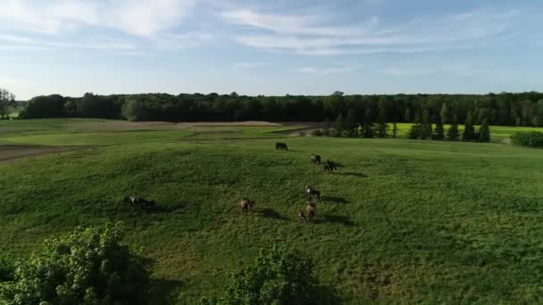 Flygfoto Besättningen Renrasiga Hästar Och Föl Bete Det Gröna Gräset — Stockvideo