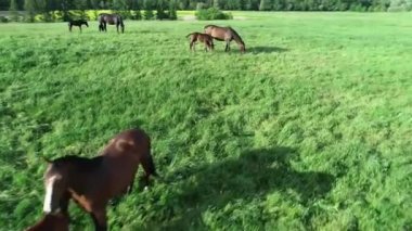 Yeşil çimlerde otlayan safkan at ve tay sürülerinin havadan görünüşü. Bir grup güzel at yetiştiricisi. Kırsal alan.