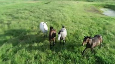 Koşan dört güzel atın havadan dinamik manzarası, safkan atlar. Kırsal alan, canlı yeşil çimenler ve vadide güneşli bir gün.