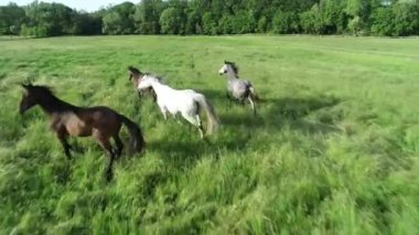 Koşan dört güzel atın havadan görünüşü, safkan atlar. Kırsal alan, canlı yeşil çimenler ve vadide güneşli bir gün.