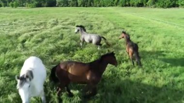 Atlar, safkan atlar. Koşan aygırların hava manzarası. Kırsal alan, canlı yeşil çimenler ve vadide güneşli bir gün.