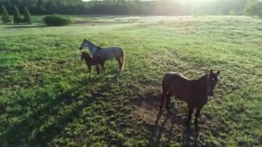 Yeşil çimlerde otlayan safkan at ve tay sürülerinin havadan görünüşü. Bir grup güzel at yetiştiricisi. Kırsal alan.