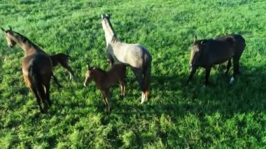 Yeşil çimlerde otlayan safkan at sürüsünün havadan görünüşü. Bir grup güzel at yetiştiricisi. Kırsal alan.