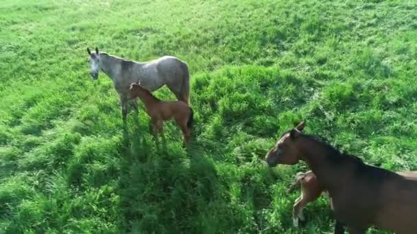 Luftaufnahme Einer Herde Von Reinrassigen Pferden Und Fohlen Die Grünen — Stockvideo