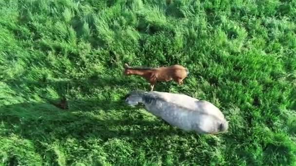Aerial Top View Herd Purebred Horses Foals Grazing Green Grass — Stock Video