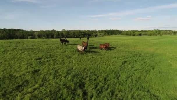 Vue aérienne du troupeau de chevaux de race pure et de poulains broutant dans l'herbe verte. Un groupe de divers beaux chevaux reproducteurs. Scène rurale.