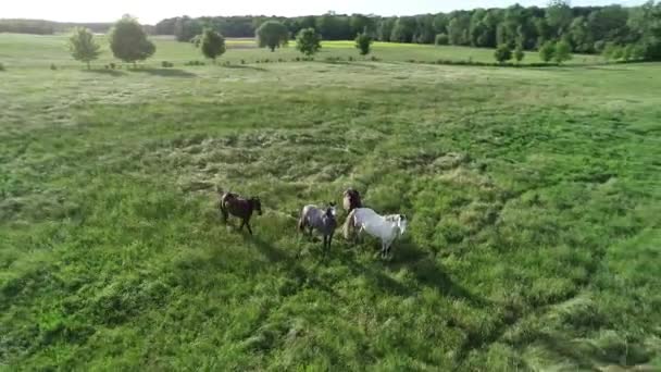 Widok Lotu Ptaka Pięknych Rumaków Koni Czystej Krwi Scena Wiejska — Wideo stockowe