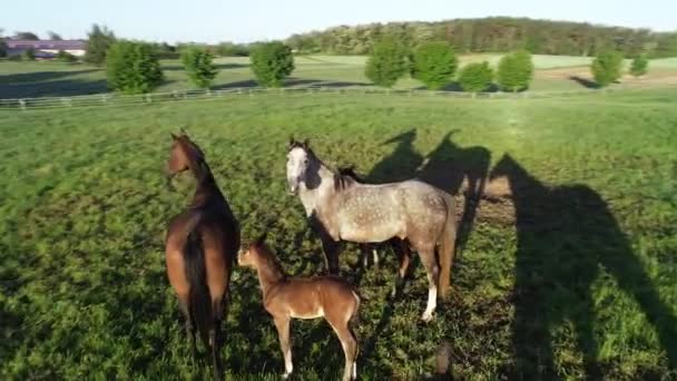 Flygfoto Hord Kör Vackra Springare Renrasiga Hästar Landsbygdsscen Levande Grönt — Stockvideo