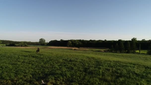 Luftaufnahme Einer Herde Von Reinrassigen Pferden Und Fohlen Die Grünen — Stockvideo