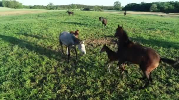 Pemandangan Udara Kawanan Kuda Ras Dan Foals Merumput Rumput Hijau — Stok Video