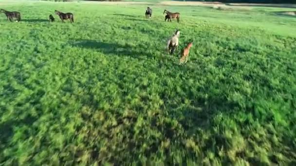 Vue aérienne du troupeau de chevaux de race pure qui paissent dans l'herbe verte. Un groupe de divers beaux chevaux reproducteurs. Scène rurale.