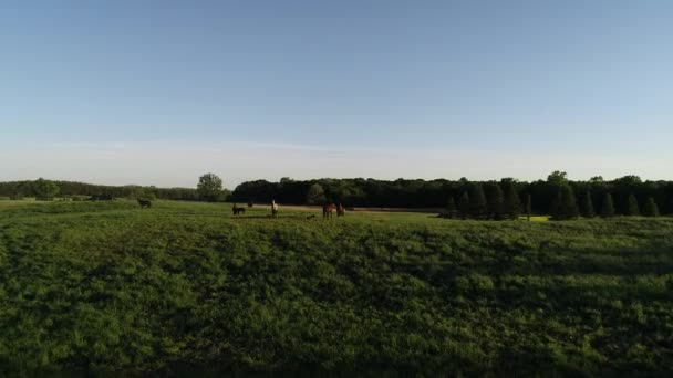 Vzdušný Pohled Čistokrevné Stádo Koní Pasoucích Zelené Trávě Skupina Různých — Stock video