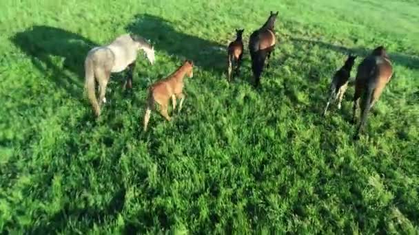 Luftaufnahme Einer Reinrassigen Pferdeherde Die Grünen Gras Weidet Eine Gruppe — Stockvideo