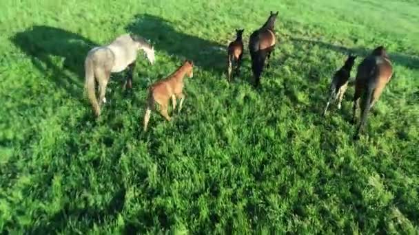 Vue aérienne du troupeau de chevaux de race pure qui paissent dans l'herbe verte. Un groupe de divers beaux chevaux reproducteurs. Scène rurale.