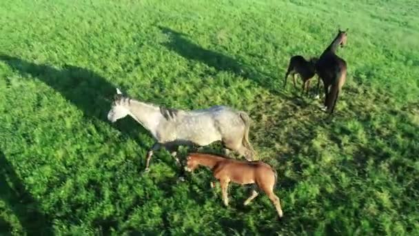 Luftaufnahme Einer Reinrassigen Pferdeherde Die Grünen Gras Weidet Eine Gruppe — Stockvideo