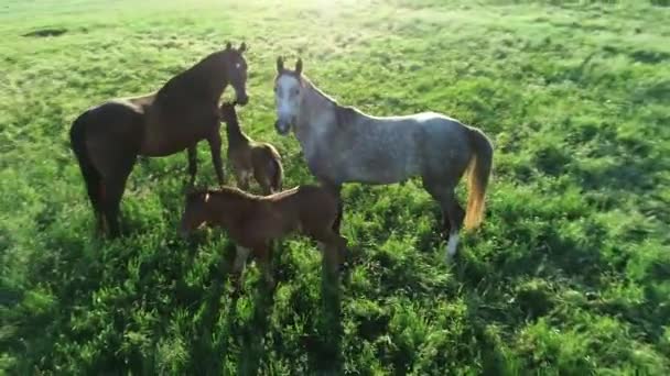 Vue aérienne du troupeau de chevaux de race pure qui paissent dans l'herbe verte. Un groupe de divers beaux chevaux reproducteurs. Scène rurale.