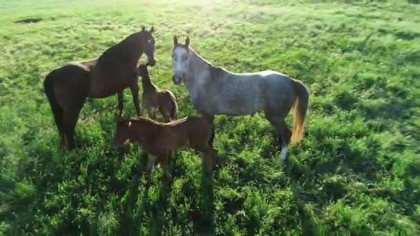 Vista Aérea Rebanho Raça Pura Cavalos Pastando Grama Verde Grupo — Vídeo de Stock