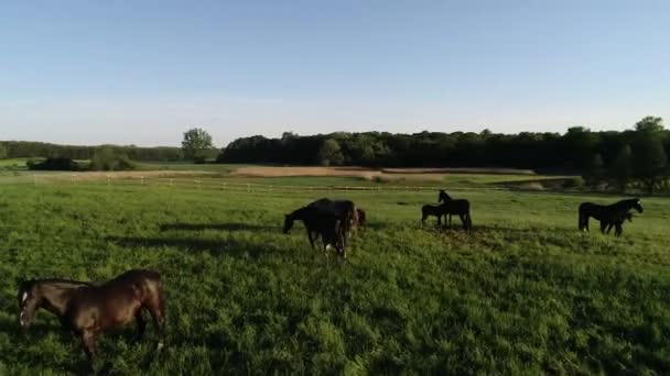 緑の芝生の中で馬の放牧の純血種の群れの空中ビュー 様々な美しい繁殖馬のグループ 農村部 — ストック動画