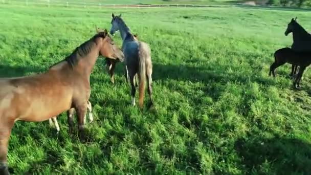 Vue aérienne du troupeau de chevaux de race pure qui paissent dans l'herbe verte. Un groupe de divers beaux chevaux reproducteurs. Scène rurale.