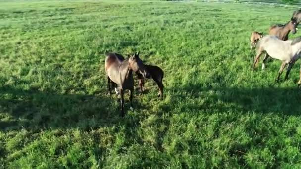 Vue aérienne du troupeau de chevaux de race pure qui paissent dans l'herbe verte. Un groupe de divers beaux chevaux reproducteurs. Scène rurale.