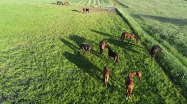 Yeşil çimlerde otlayan at ve tay sürülerinin havadan görünüşü. Bir grup güzel at yetiştiricisi. Kırsal alan.