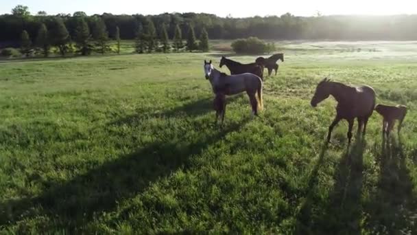 Vue aérienne du troupeau de chevaux de race pure qui paissent dans l'herbe verte. Un groupe de divers beaux chevaux reproducteurs. Scène rurale.