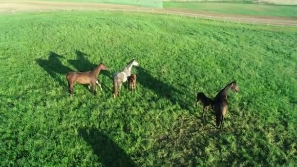 Widok Lotu Ptaka Stado Koni Wypasanych Zielonej Trawie Grupa Różnych — Wideo stockowe