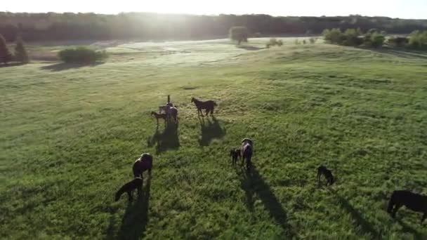 Luftaufnahme Einer Reinrassigen Pferdeherde Die Grünen Gras Weidet Eine Gruppe — Stockvideo