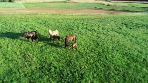 Flygfoto Renrasiga Hjord Hästar Och Föl Bete Det Gröna Gräset — Stockvideo