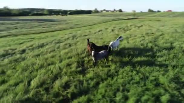 Dynamic Shot Aerial View Purebred Herd Running Steeds Horses Grazing — Stock Video