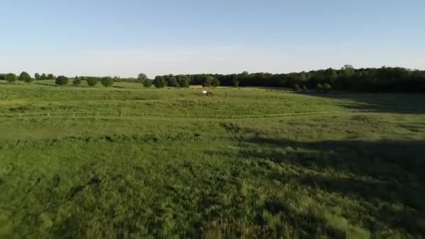 Luftaufnahme Einer Reinrassigen Herde Von Pferden Und Fohlen Die Grünen — Stockvideo