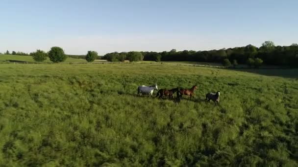 Vue aérienne du troupeau de chevaux et de chevaux de race pure qui paissent dans l'herbe verte. Un groupe de divers beaux chevaux reproducteurs. Scène rurale .