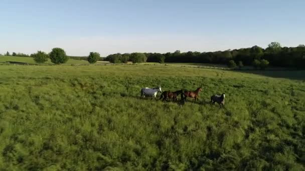 空中俯瞰着一群纯种的跑马和马在绿草中吃草 一群漂亮的种马 农村地区 — 图库视频影像