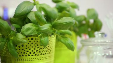 In restaurant, bar or cafeteria. Fresh basil leaves. Picking herbs to prepare fresh organic food. Concept: always organic, fresh and ecological food