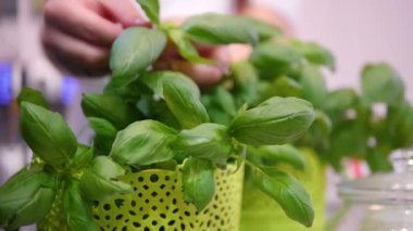 In restaurant, bar or cafeteria. Girl picks fresh basil leaves. Picking herbs to prepare fresh organic food. Concept: always organic, fresh and ecological food