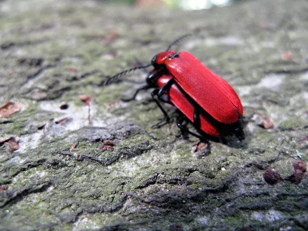 Mating red beetles on the tree