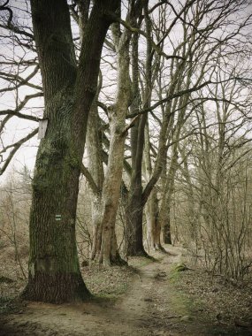 Bohemya 'da yürüyüş yolunda ağaçlar