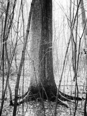 Gövdelerin ortasında yaşlı yalnız bir ağaç