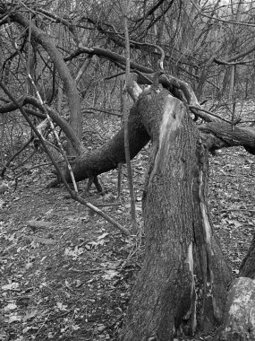 Karanlık ormanda devrilmiş bir ağaç