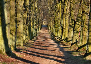 Sonsuz bir sokakta gölgeler