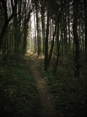 Ağaçların arasındaki patika