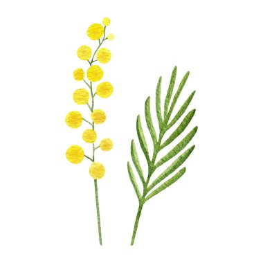 Beyaz arka planda elle boyanmış mimoza elementleri var. Sarı stilize bahar çiçekleri ve yeşil yapraklar