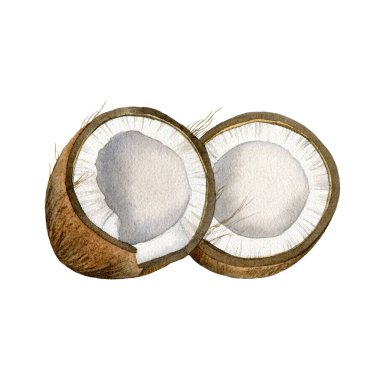 Beyaz arka planda izole edilmiş iki parça çatlak hindistan cevizi. Elle boyanmış suluboya resim. Kahverengi kabuklu beyaz posa. Tropik vejetaryen yemekleri