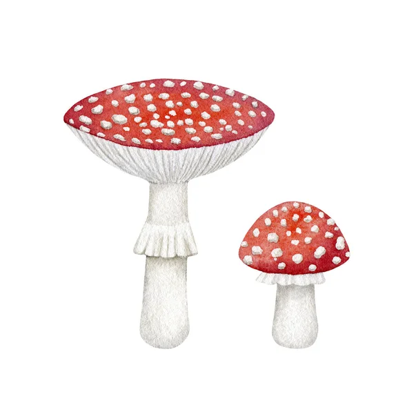 Red Fly Agaric Mushrooms Isolated White Background Wild Forest Nature — Stock Photo, Image