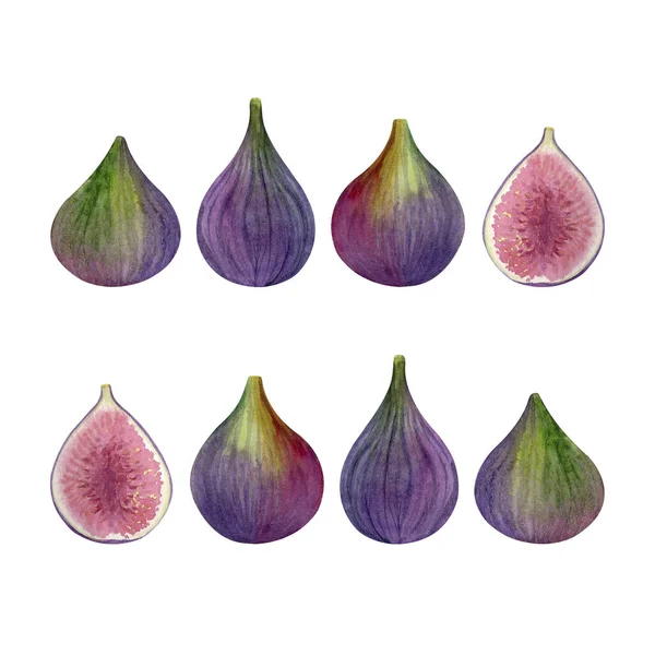 Watercolor Figs Isolated White Background Set Ripe Sweet Purple Fruits — Stock Photo, Image