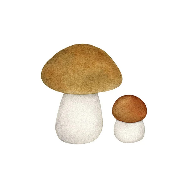 Pair Edible Mushrooms Isolated White Background Watercolor Sketch Boletus Edulis — Stock Photo, Image