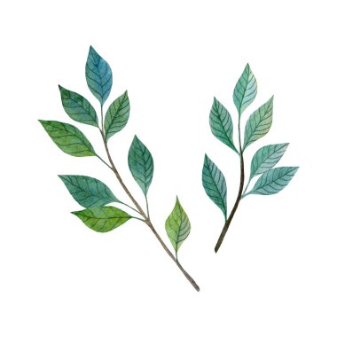 Beyaz arka planda yeşil yapraklı iki suluboya dal. Elle çizilmiş illüstrasyon. Kartpostal, davet, hatıra defteri için dekoratif öge