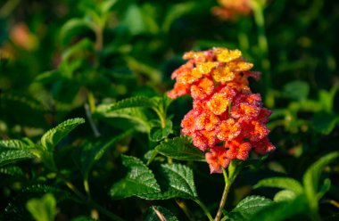 LANTANA HIRTA MULTICOLOUR FLOWER FROM VERBENACEAE FAMILY WITH ITS LEAVES 2 clipart